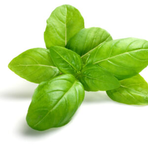 Basil essential oil 10ml