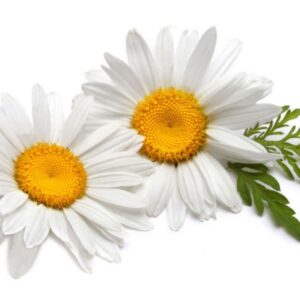 Chamomile essential oil 10ml